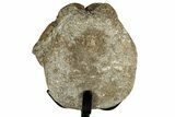 Fossil Mosasaur Vertebra w/ Metal Stand - Texas #316047-3